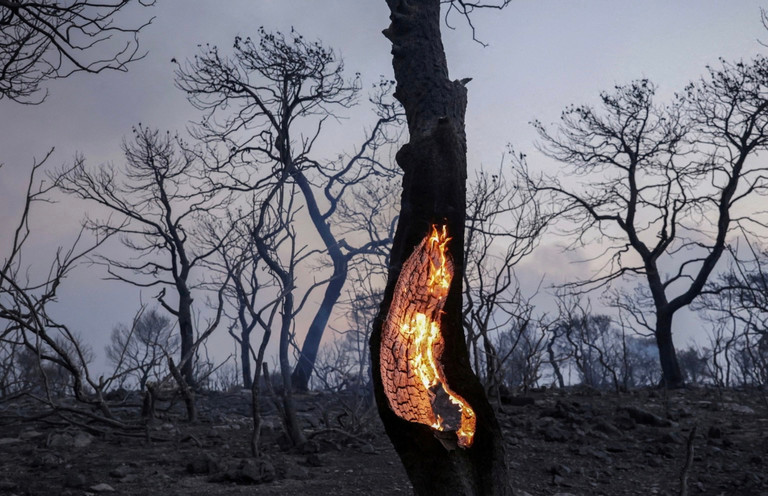 Một thân cây bị đốt cháy trong vụ cháy rừng quy mô lớn ở Hy Lạp.