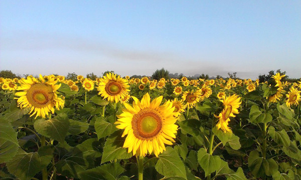 Cánh đồng hoa hướng dương nở rộ ở vùng Tuscany, Italy.