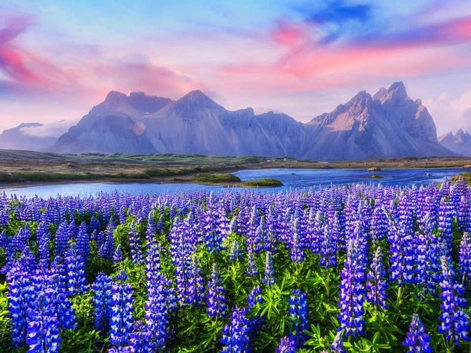 Hoa Lupin nở khắp Iceland vào mùa hè, nhưng một trong những nơi đẹp nhất để ngắm nhìn chúng là Vestrahorn. Ảnh: IT.
