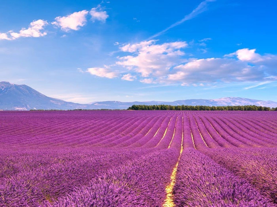 Cánh đồng hoa oải hương, Provence, Pháp: Vào mùa hè, các cánh đồng dài hàng trăm cây số ở Provence, Pháp được bao phủ bởi những bông hoa Lavender mềm mại, tím thẫm. Phong cảnh, bầu trời và không khí không thể tuyệt vời hơn.