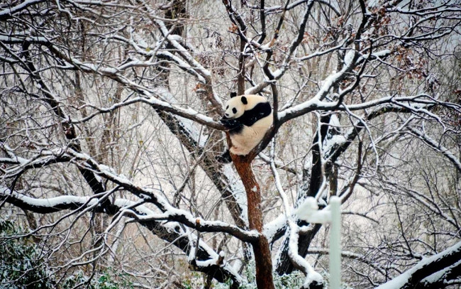 Một con gấu trúc nằm nghỉ trên cây tại vườn thú sau trận tuyết rơi ở Bắc Kinh, Trung Quốc. Ảnh: AP.