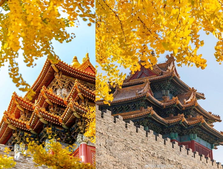 Ngân hạnh (bạch quả) là mội loài cây được trồng nhiều xung quanh Tử Cấm Thành, khi sang thu, sắc lá vàng nhuộm rực cả góc trời.