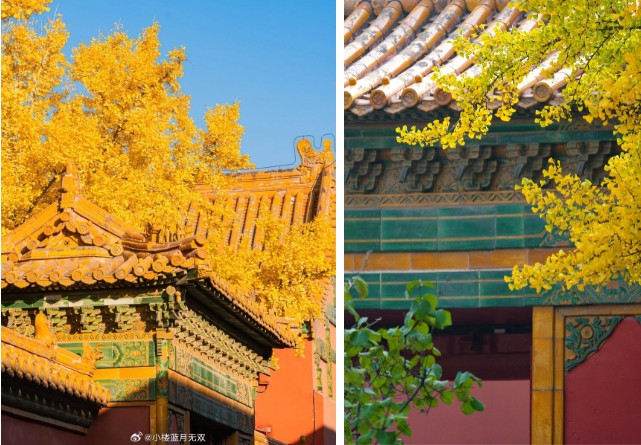 Những tán lá vàng xung quanh Tử Cấm thành tạo nên một bức tranh đẹp say đắm lòng người.