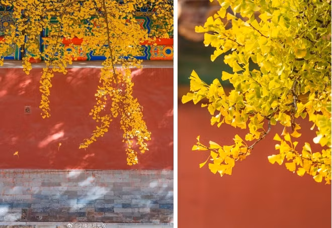 Tu Cam Thanh sang thu dep xao xuyen long nguoi-Hinh-2