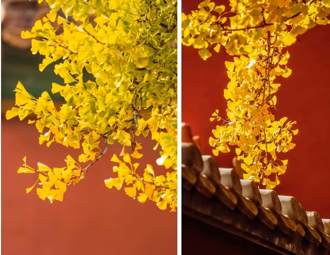 Tu Cam Thanh sang thu dep xao xuyen long nguoi-Hinh-8