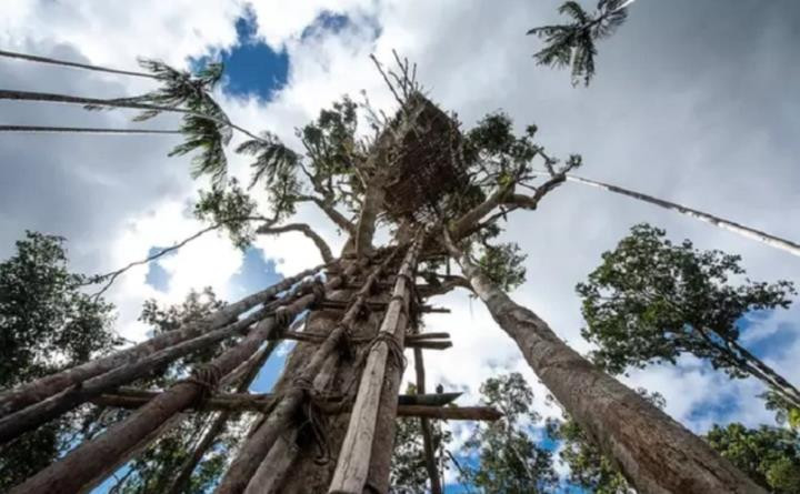 Điểm đặc biệt của bộ tộc này là họ thường làm nhà trên những cây có độ cao cách mặt đất từ 6 – 25 m và thậm chí 50m để để tránh các bộ tộc đối địch cũng như thú dữ.