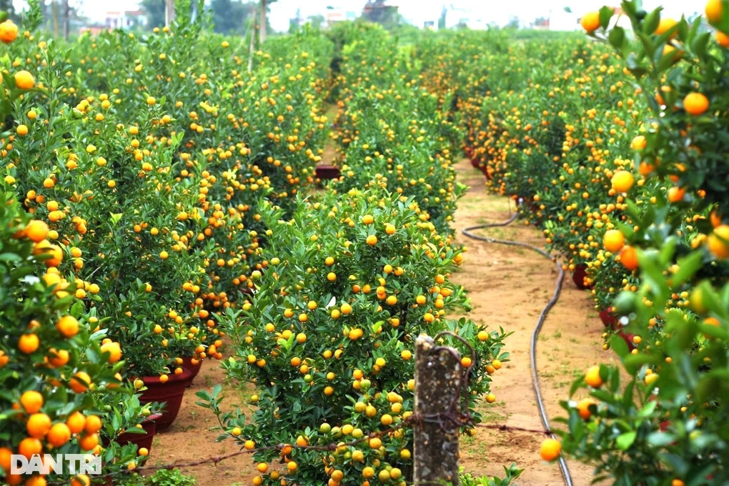 Làng quất cảnh Hội An tất bật cho mùa làm ăn lớn nhất năm Lang quat canh Hoi An tat bat cho mua lam an lon nhat nam