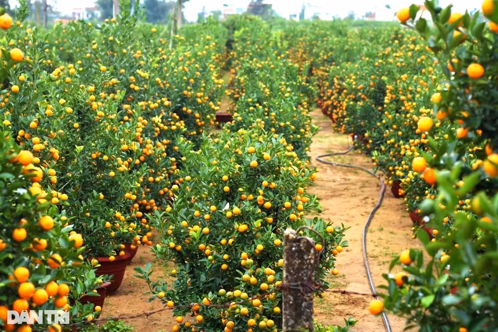 Lang quat canh Hoi An tat bat cho mua lam an lon nhat nam