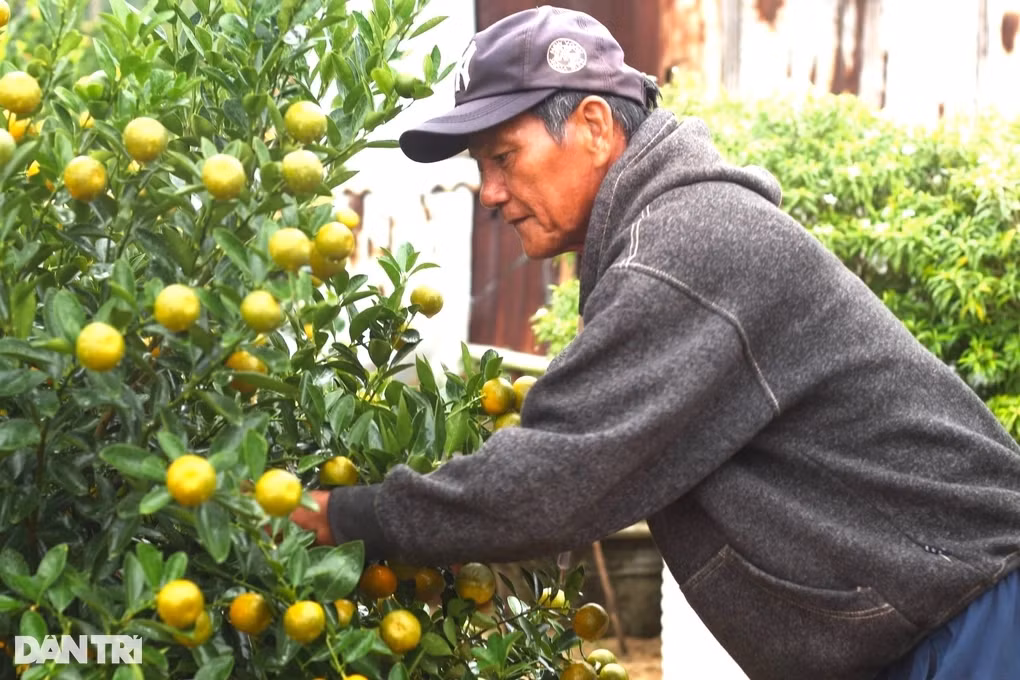 Lang quat canh Hoi An tat bat cho mua lam an lon nhat nam-Hinh-3