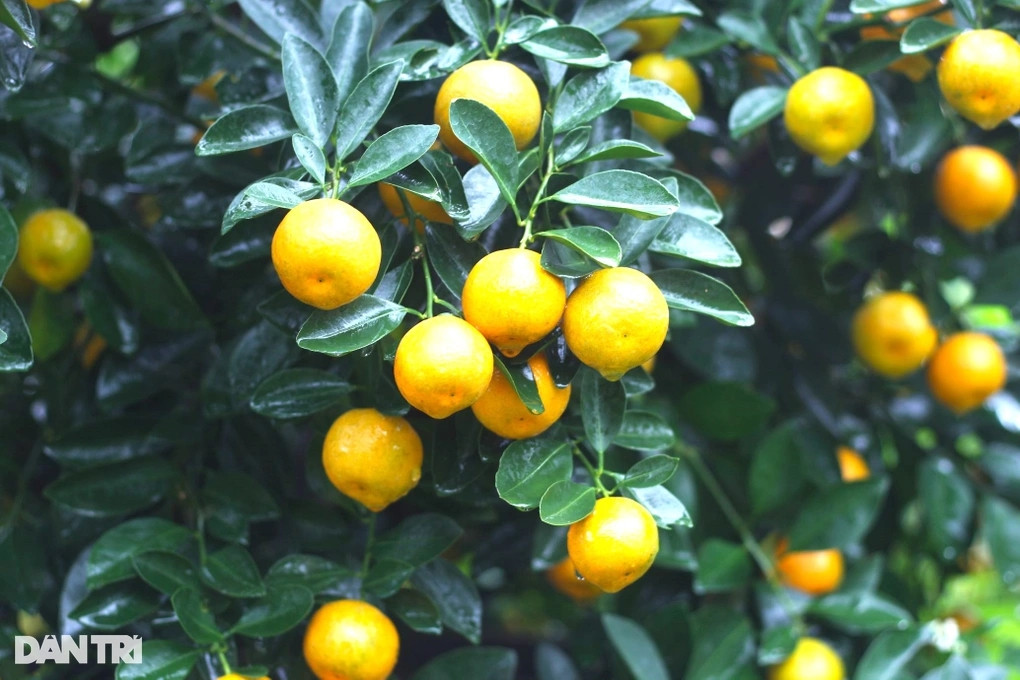 Làng quất cảnh Hội An tất bật cho mùa làm ăn lớn nhất năm - Hình 2 Lang quat canh Hoi An tat bat cho mua lam an lon nhat nam-Hinh-2