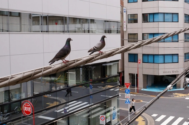 Đâm chết chim bồ câu, nam tài xế bị bắt giữ - Hình 2 Dam chet chim bo cau, nam tai xe bi bat giu-Hinh-2