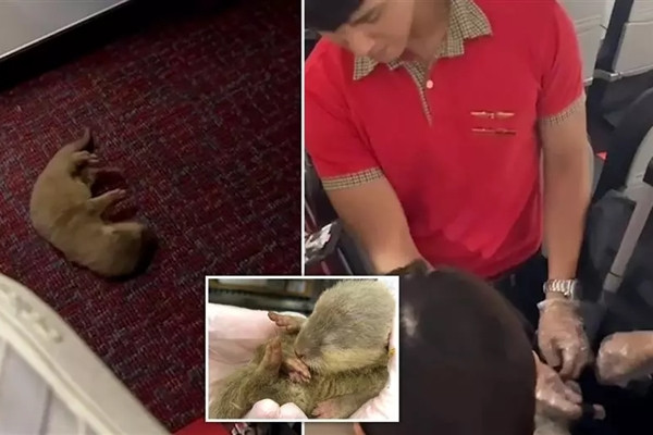 Mang chuot len may bay, du khach doi mat an phat 750 trieu dong