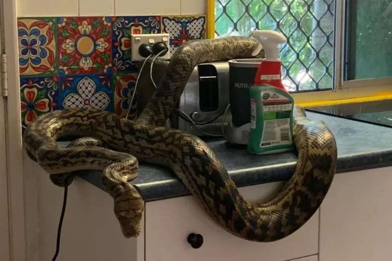 Chủ nhà hoảng hồn thấy trăn khổng lồ trong nhà bếp Chu nha hoang hon thay tran khong lo trong nha bep