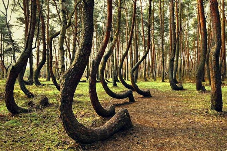 Khu rừng lưu giữ rất nhiều dấu tích lịch sử vì có những bằng chứng cho thấy từng có một nhóm người định cư ở đó từ thời kỳ đồ đá mới.