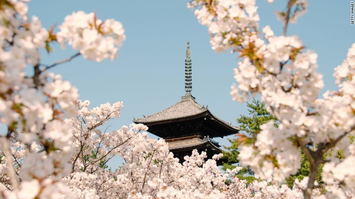 Cố đô Kyoto có rất nhiều đền chùa cổ kính, trong đó có ngôi chùa Ninna. Ngôi chùa này được xây dựng vào thế kỷ 17 được bao quanh bởi những cây hoa anh đào tuyệt đẹp.