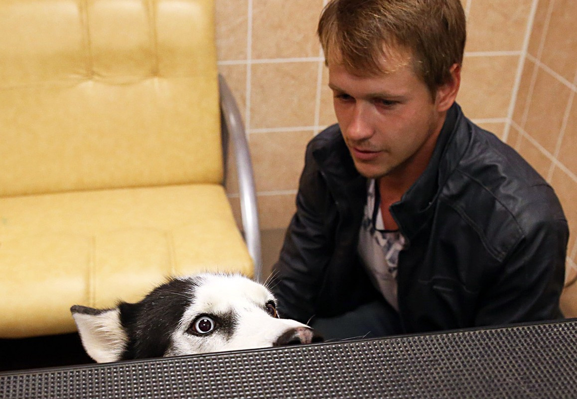 Chó ở Moscow bị cấm sủa trong khung giờ 23h - 7h. Quy tắc này được ban hành trong một nghị quyết của Chính phủ Moscow.