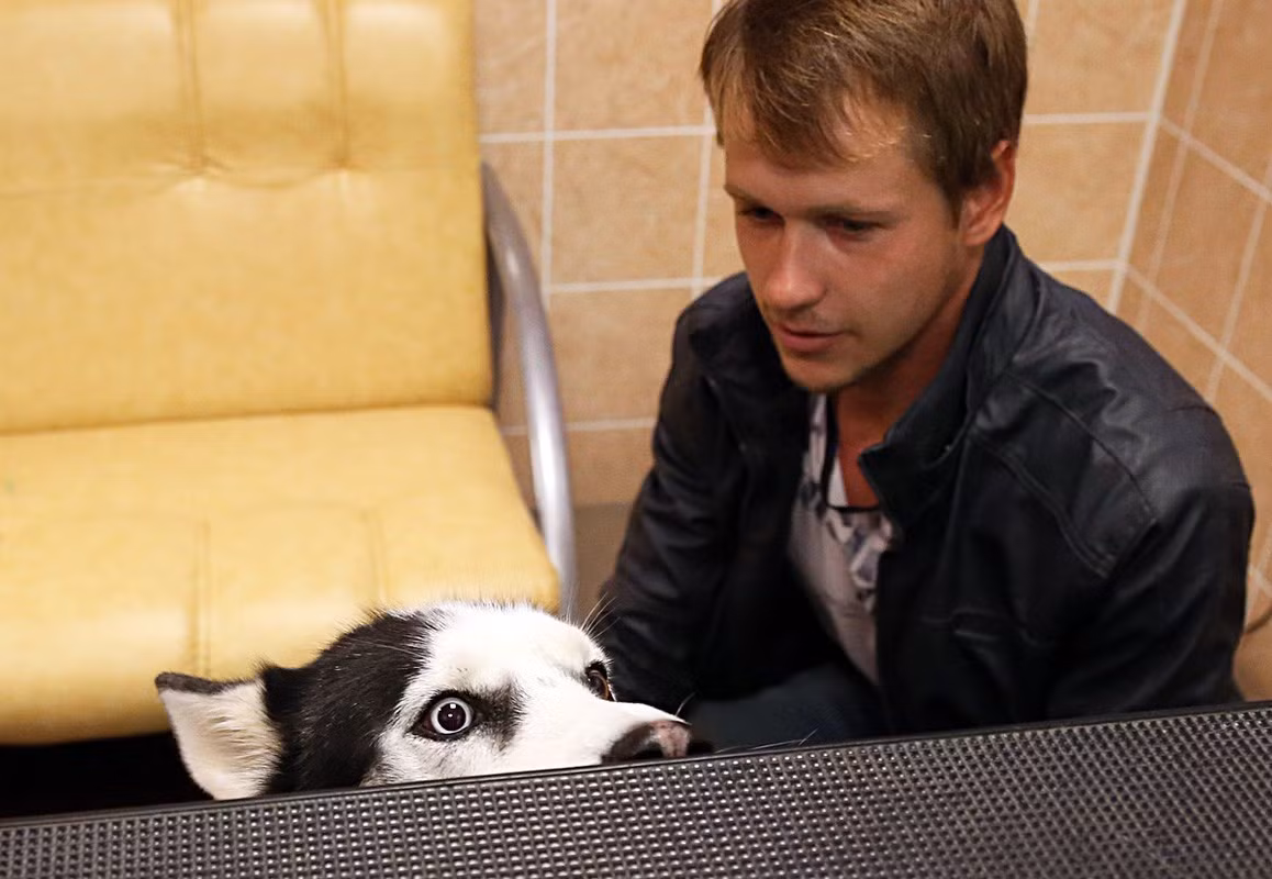 Chó ở Moscow bị cấm sủa trong khung giờ 23h - 7h. Quy tắc này được ban hành trong một nghị quyết của Chính phủ Moscow.