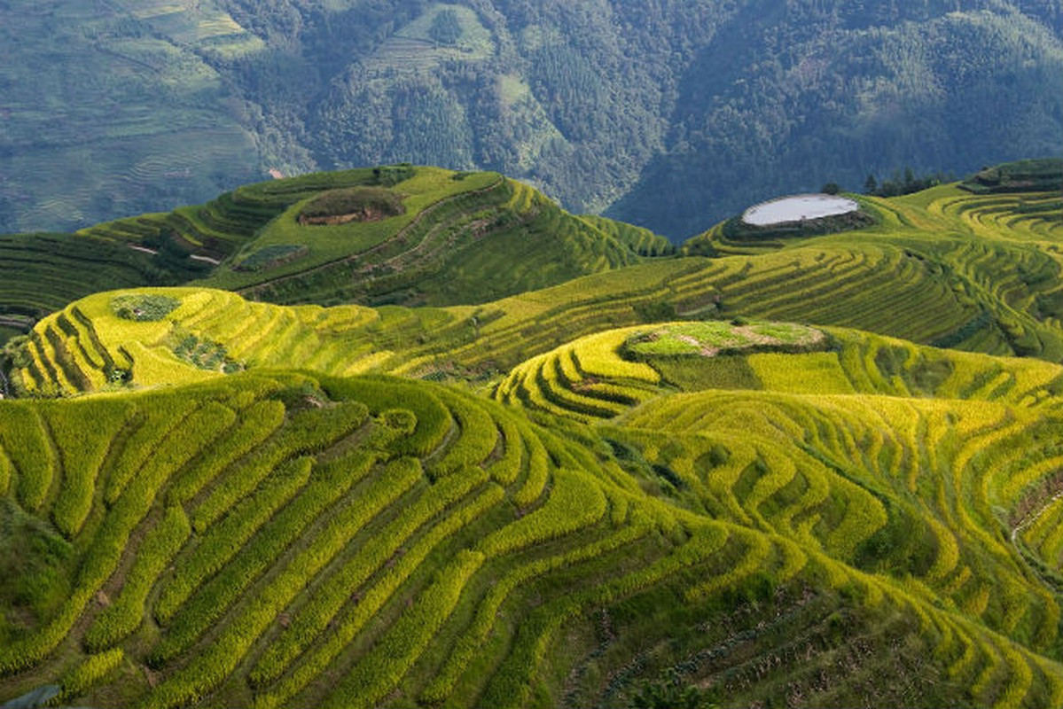 Ruộng bậc thang trên núi ở Longsheng, tỉnh Quảng Tây.