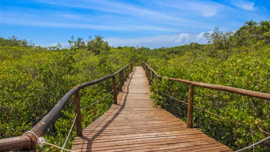 Đảo Ilha do Cardoso ở Brazil là một trong những hòn đảo hoang sơ nhất thế giới. Ở đây không có ô tô, thậm chí không có xe bus đưa đón học sinh, thay vào đó học sinh đến trường bằng thuyền. Điện ở đây được tạo ra từ các tấm năng lượng mặt trời và cứ tới 22h30 tối là máy phát điện ngừng chạy.