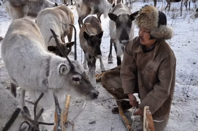 Người Ewenki không thể sống thiếu tuần lộc. Quần áo, giày, mũ và đệm da ở Cuoluozi nơi họ sống đều được làm từ da tuần lộc.