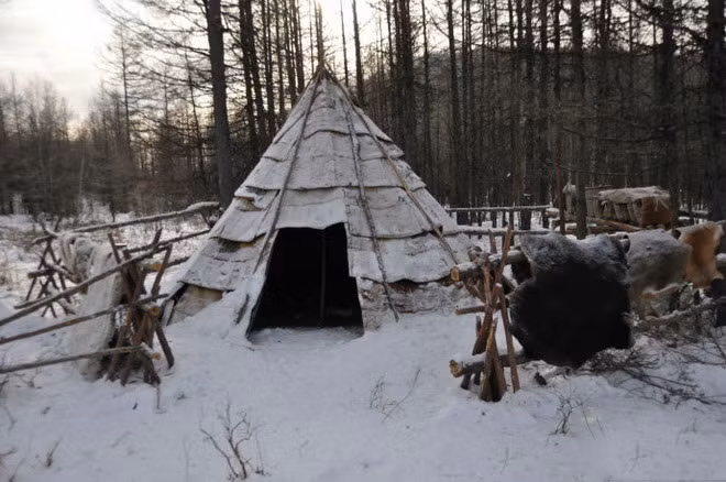 Ngôi nhà hình nón được bao quanh bằng vỏ cây bạch dương này là ngôi nhà tạm thời của Evenki sống trong rừng.