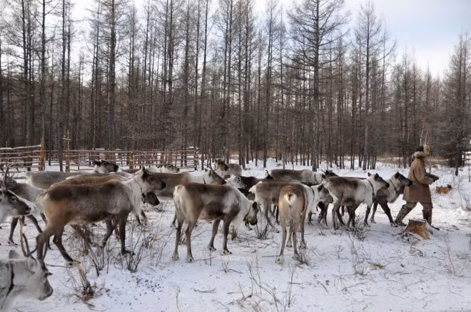 Tuy nhiên, với sự tiến bộ của nền văn minh hiện đại, những yếu tố văn hoá của tộc người Ewenki đang chịu tác động mạnh mẽ.