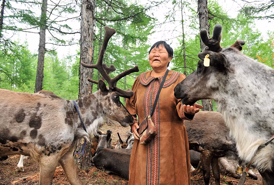 Họ lớn lên với loại sữa tuần lộc giàu dinh dưỡng. Thức ăn chủ yếu của họ là thịt khô và sữa tuần lộc ăn kèm với bánh mì. Ảnh: IT.
