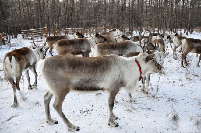 Ngày nay, chỉ có khoảng 30 người đại diện cho thế hệ cuối cùng của người Ewenki, một số rất nhỏ trong đó vẫn duy trì lối sống tương đối nguyên thủy và tự nhiên. Họ là một phần quan trọng của nền văn hóa Pan-Arctic Circle.