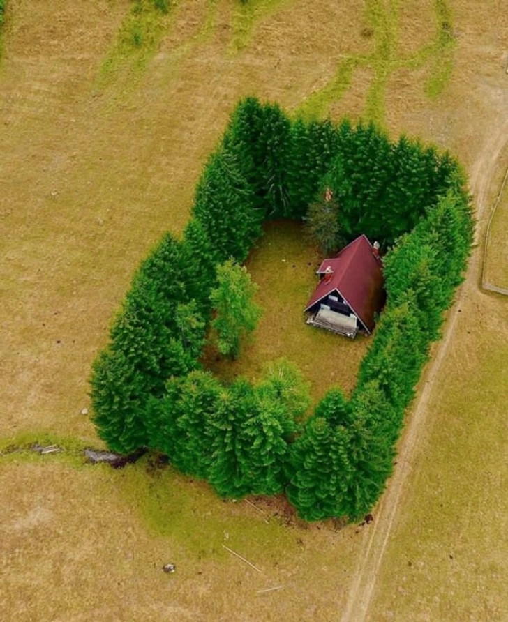 Ngôi nhà cô lập nằm lọt thỏm giữa hàng rào xanh tốt. Ảnh: flickr, imgur. 