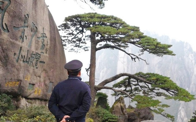 Chiem nguong cay thong 800 tuoi co ve si canh gac-Hinh-2