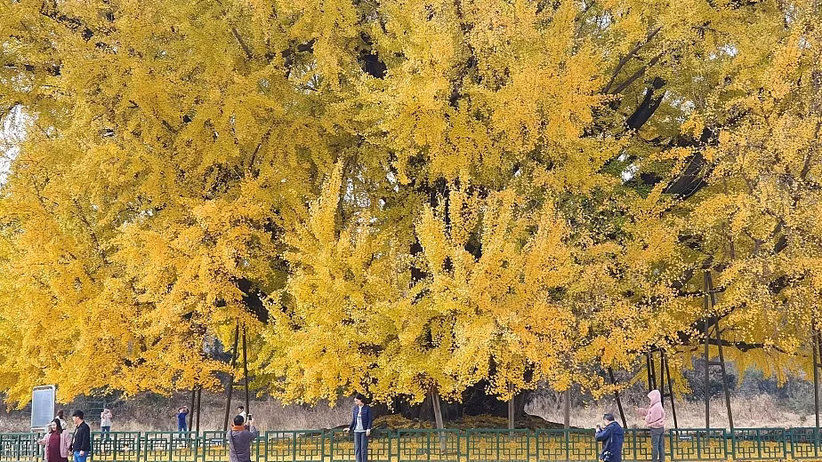 Cay ngan hanh 800 nam tuoi vang ruc o Han Quoc khi thu sang-Hinh-3