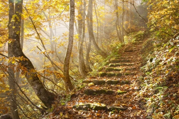 Mùa thu là một trong những giai đoạn du lịch cao điểm của Nhật Bản. Không chỉ khách quốc tế, dân địa phương cũng tranh thủ đi tản mạn vãn cảnh thời điểm này.