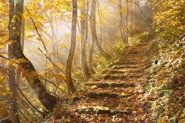 Me man ngam mua thu la vang la do o Nhat Ban