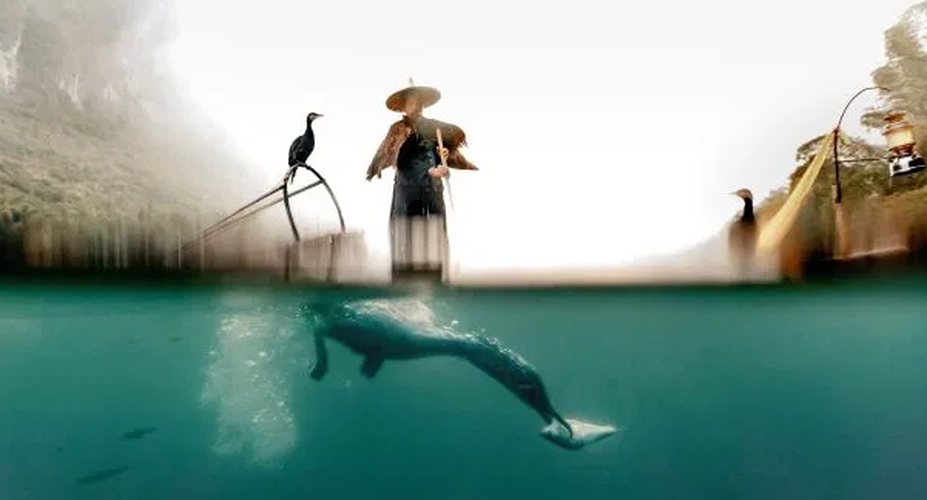 Chú chim cốc đậu trên cây sào dài trước khi lao xuống mặt nước để cắp con mồi.