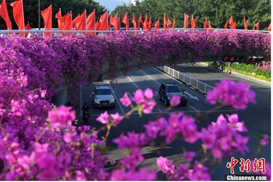 Những giàn hoa giấy nở rộ tím ngắt khi sang thu. Ảnh: Chinanews, Ecns, FB.