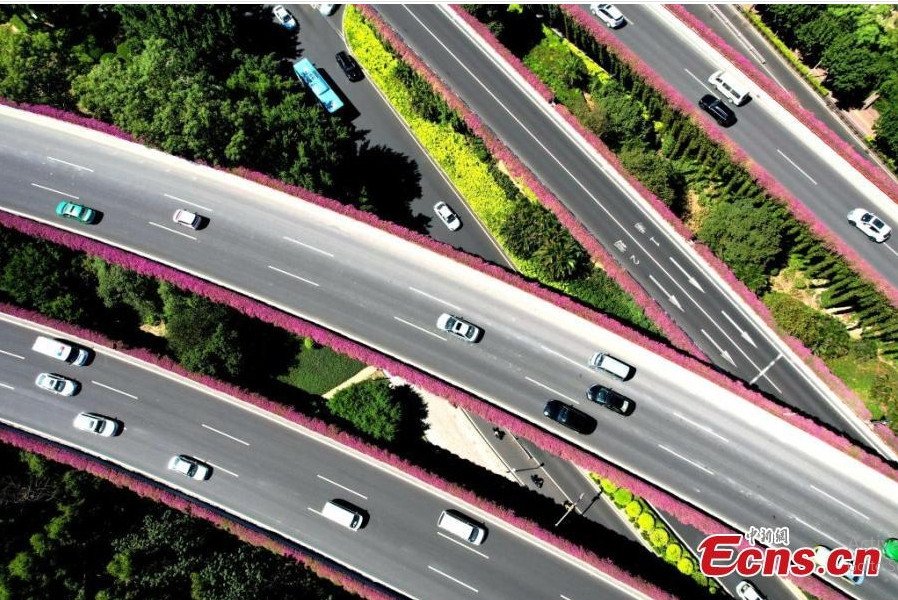 Để tô điểm cho các đường cao tốc ở Quảng Châu, chính quyền địa phương cho trồng những cây hoa giấy có sức sống dẻo dai, bền bỉ.