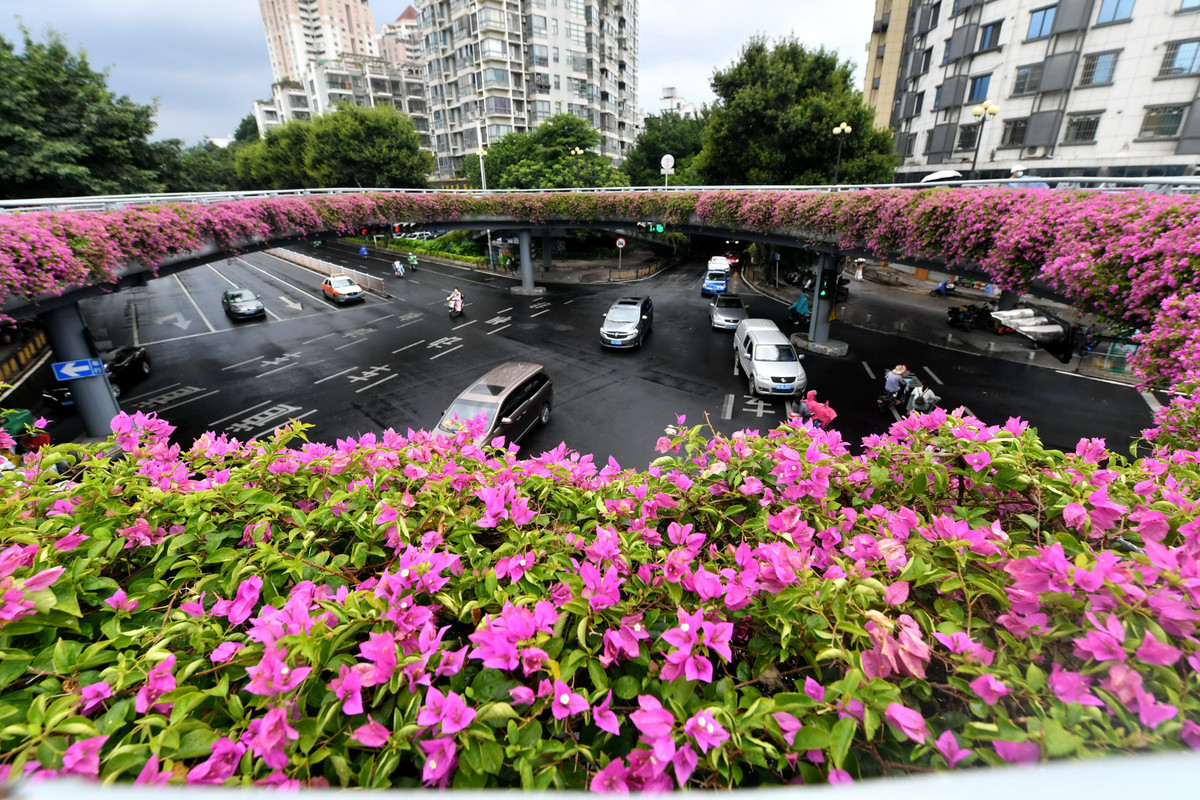 Những con đường trở nên mềm mại hơn với sự tô điểm của sắc hoa tím.