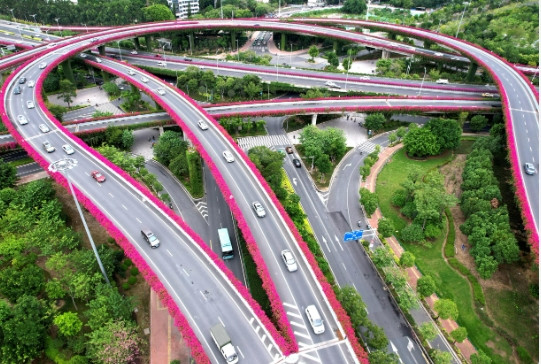 Được biết, hoa giấy được trồng trên hơn 100 cây cầu trong thành phố Quảng Châu.