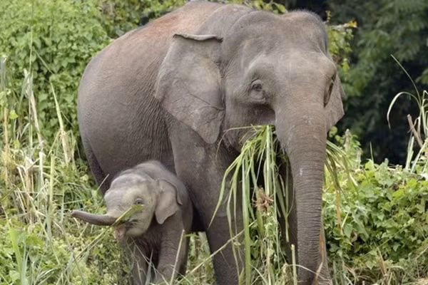 Xe hoi bi dan voi tan cong da man vi dam phai voi con