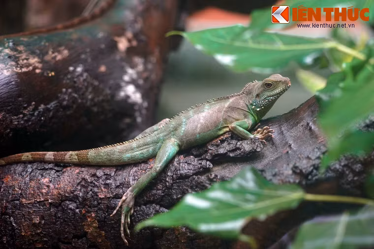 Rồng đất cái thường có thân và đuôi dẹp, mào thấp hơn rồng đất đực.