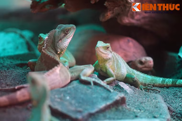 Là một loài bò sát bản địa của Việt Nam, rồng đất (còn gọi là kỳ tôm, tên khoa học Physignathus cocincinus) được biết đến khá rộng rãi trên thế giới với tư cách của một loài vật cưng độc đáo. Ảnh chụp tại Thảo Cầm Viên Sài Gòn.