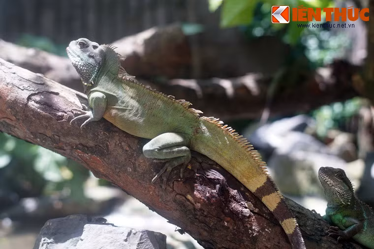 Là loài bò sát có ngoại hình ấn tượng, rồng đất thường được nuôi trong các vườn động vật cũng như nuôi trong nhà làm thú cưng. Với khả năng thích nghi tốt, chúng đã được nhân giống ở khắp nơi trên thế giới.