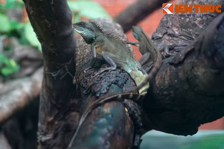 Loài bò sát này có ngoại hình như một chú rồng mini với cơ thể màu xanh xám, chiều dài khoảng 25cm khi trường thành. Đặc điểm dễ nhận biết của rồng đất là có mào gáy và mào lưng nối liền nhau kéo dài từ gáy tới đuôi, khá giống mào của loài rồng thần thoại trong văn hóa phương Đông.