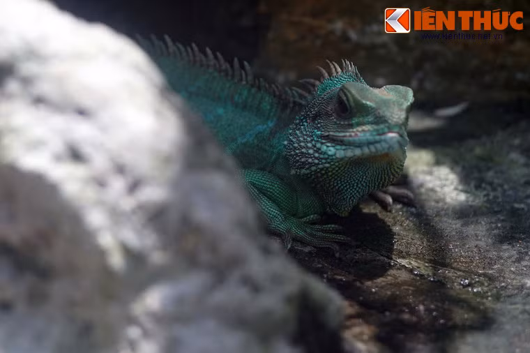 Thức ăn chính của loài bò sát này là côn trùng và giun đất. Vào mùa đông, chúng ẩn trong các hang hốc khô ráo, hoặc trong các bọng cây mục ẩm.