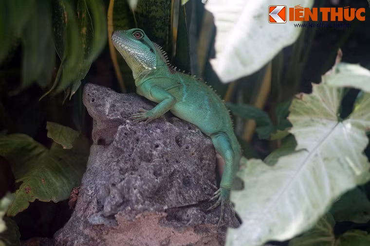 Rồng đất có cư trú tên khắp vùng Đông Nam Á và Nam Trung Quốc. Sự hiện diện của chúng được ghi nhận ở hầu khắp các vùng miền Việt Nam.