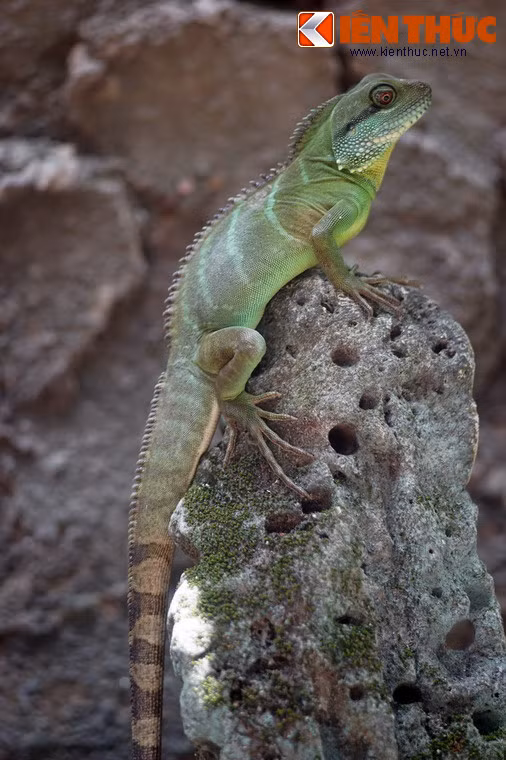 Có cuộc sống gắn bó với môi trường nước, rồng đất bơi giỏi, song chỉ bơi trong những trường hợp cần thiết.