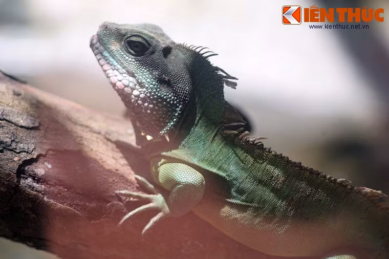 Rồng đất sinh sản trong thời gian từ tháng 4 - 8 hàng năm. Chúng đẻ khoảng 5 - 16 trứng vào một hố cát giữa các tảng đá bên cạnh vực nước rồi lấp cát lên.