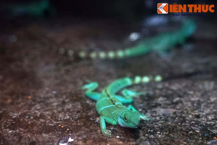 Tại Việt Nam, số lượng rồng đất đã và đang suy giảm với tốc độ nhanh trong thiên nhiên do mất môi trường sống, ô nhiễm nguồn nước và nạn săn bắt, buôn bán trái phép.