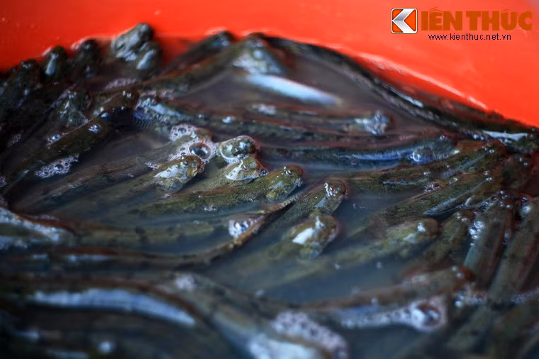 Cá kèo ở miền Bắc là đặc sản đắt tiền, ở miền Tây là món ăn bình dân rẻ như... bèo, được bày bán trong những chiếc chậu cỡ bự như thế này.