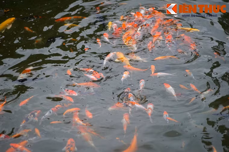 Đàn cá dưới hồ.